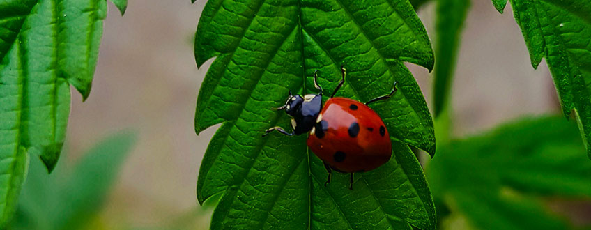 Coccinelle