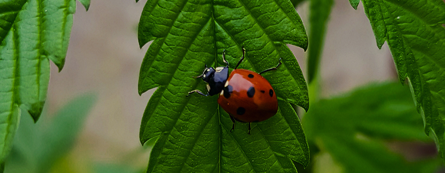 LE COCCINELLE SONO PREDATORI FORMIDABILI LE COCCINELLE SONO PREDATORI FORMIDABILI