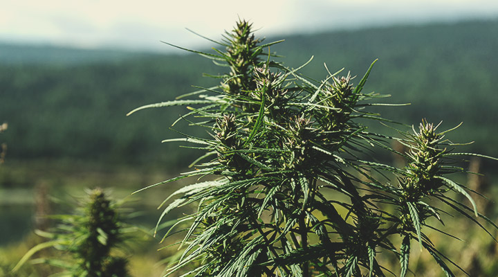 Cos'è la cannabis autoctona?