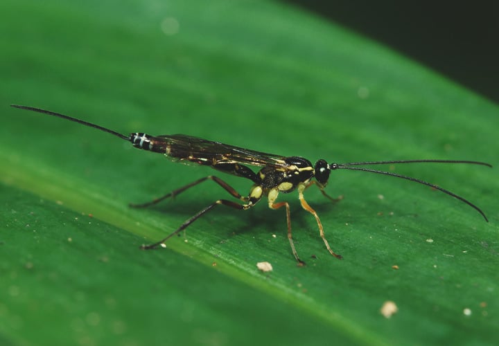 Come Trattare un'Infestazione di Minatori Fogliari