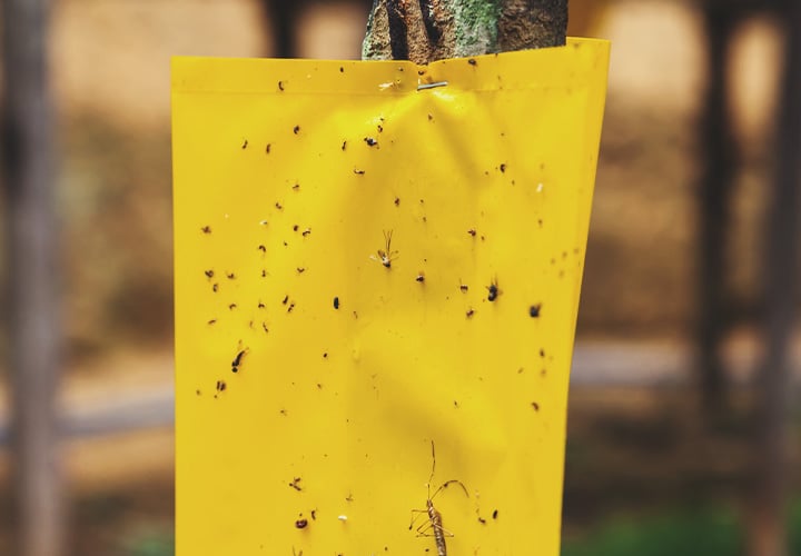 Come Trattare un'Infestazione di Minatori Fogliari