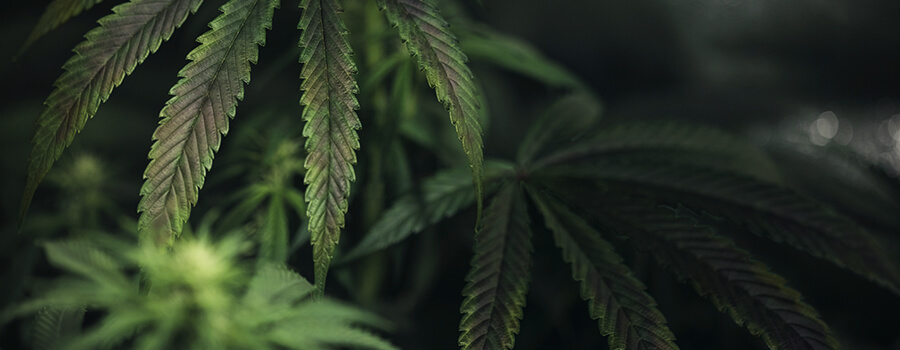 Carenza Di Rame Nella Pianta Di Cannabis