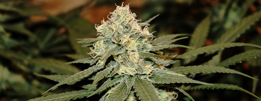 Lemon Shining Silver Haze Lemon Shining Silver Haze