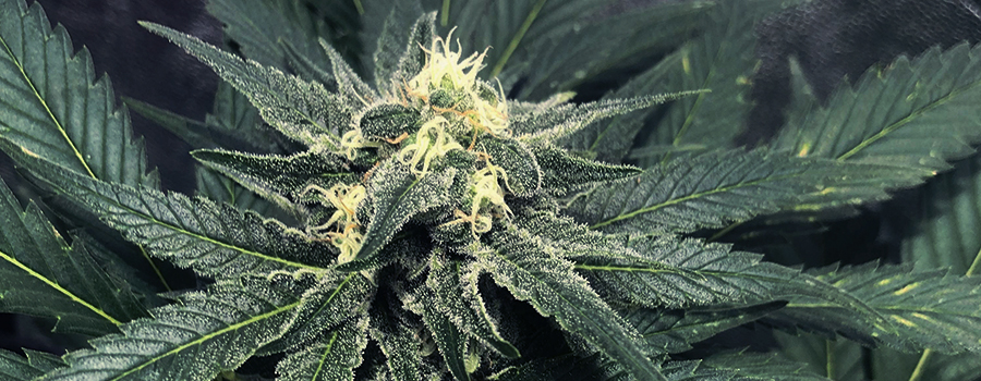 Lemon Shining Silver Haze Lemon Shining Silver Haze