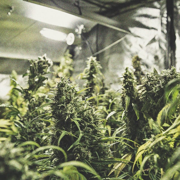 Coltivare Cannabis Indoor e Outdoor con un Budget Limitato Coltivare Cannabis Indoor e Outdoor con un Budget Limitato