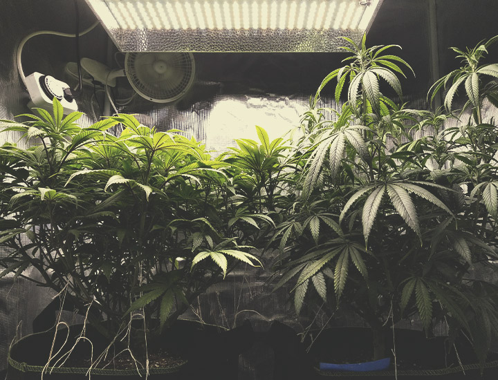 Cannabis Autofiorenti da Coltivare Indoor Cannabis Autofiorenti da Coltivare Indoor