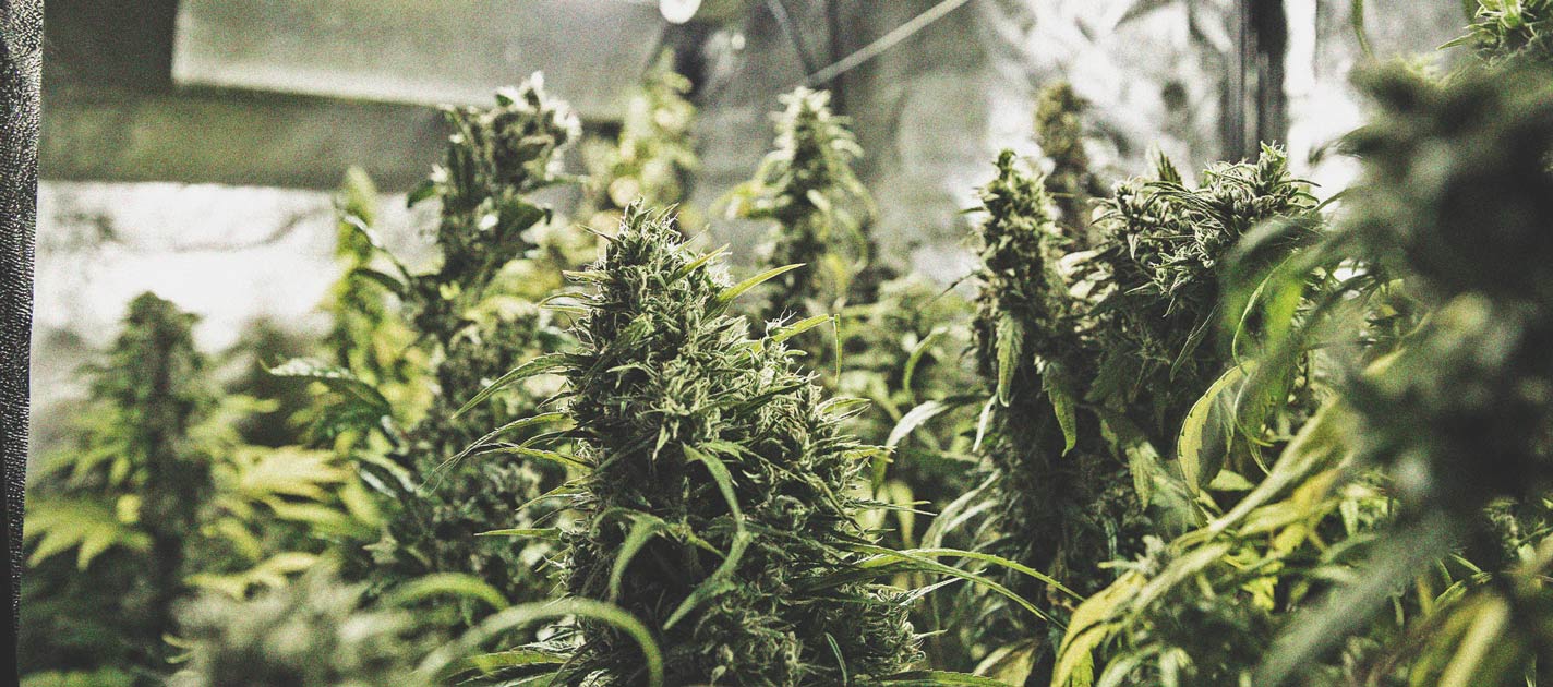Coltivare Cannabis Indoor e Outdoor con un Budget Limitato Coltivare Cannabis Indoor e Outdoor con un Budget Limitato