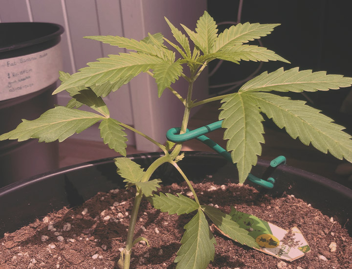 LST (Low-Stress Training) LST (Low-Stress Training)