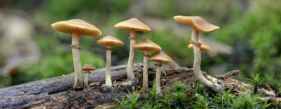 Funghi magici Funghi magici