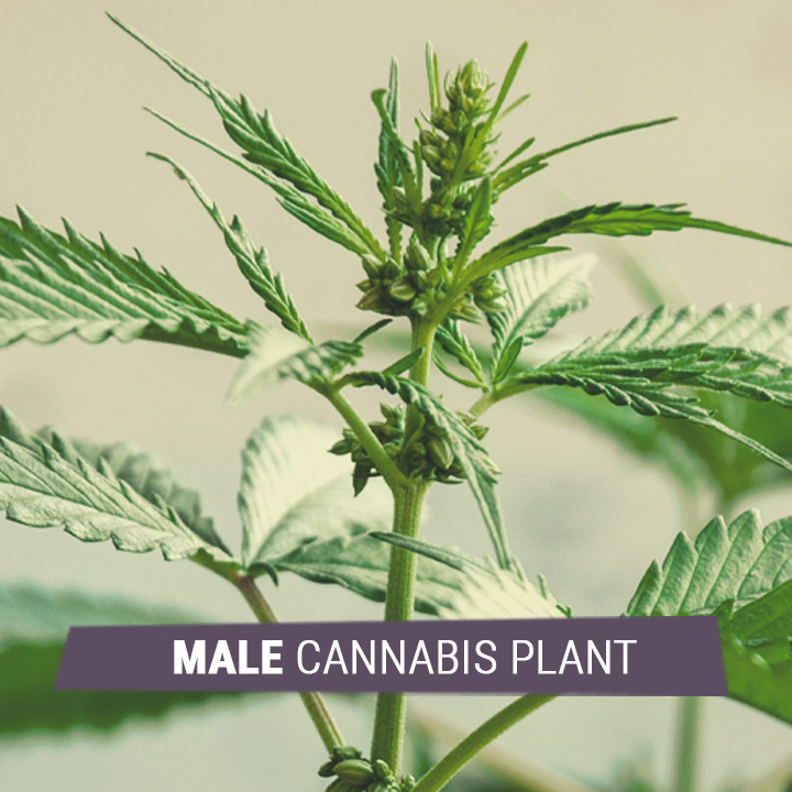 MALE CANNABIS MALE CANNABIS