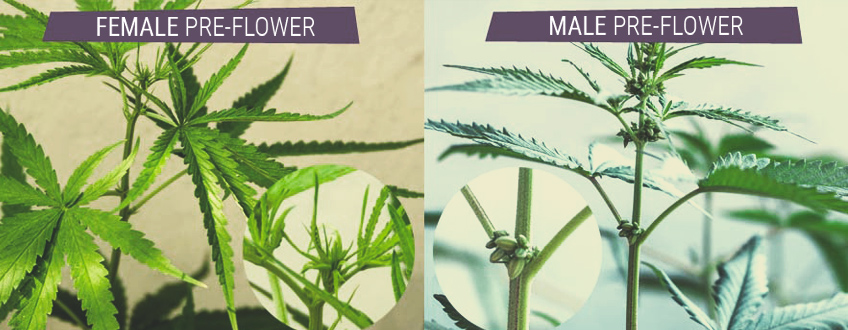 Male female preflower Male female preflower