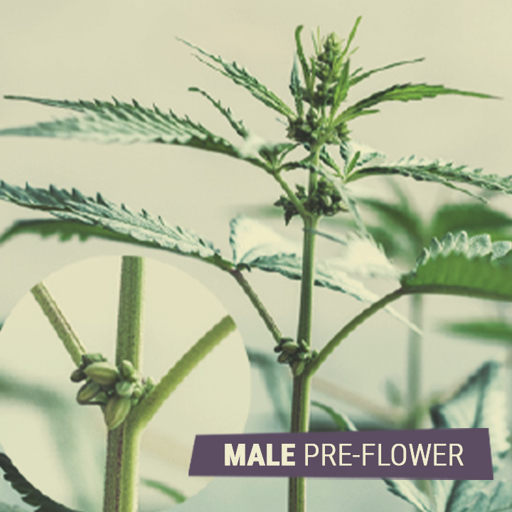 MALE PRE-FLOWER MALE PRE-FLOWER