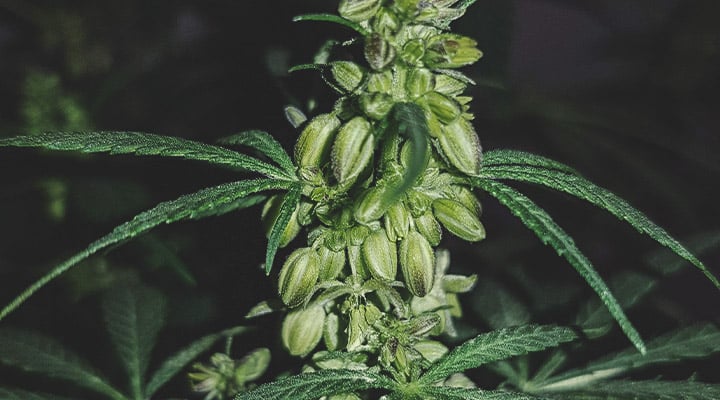 Che aspetto ha una pianta di cannabis maschio?