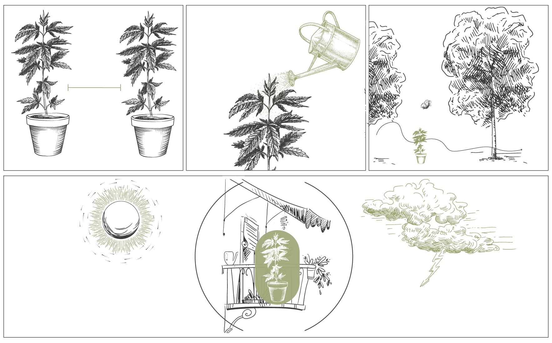 Come Coltivare Cannabis con Cime Dense