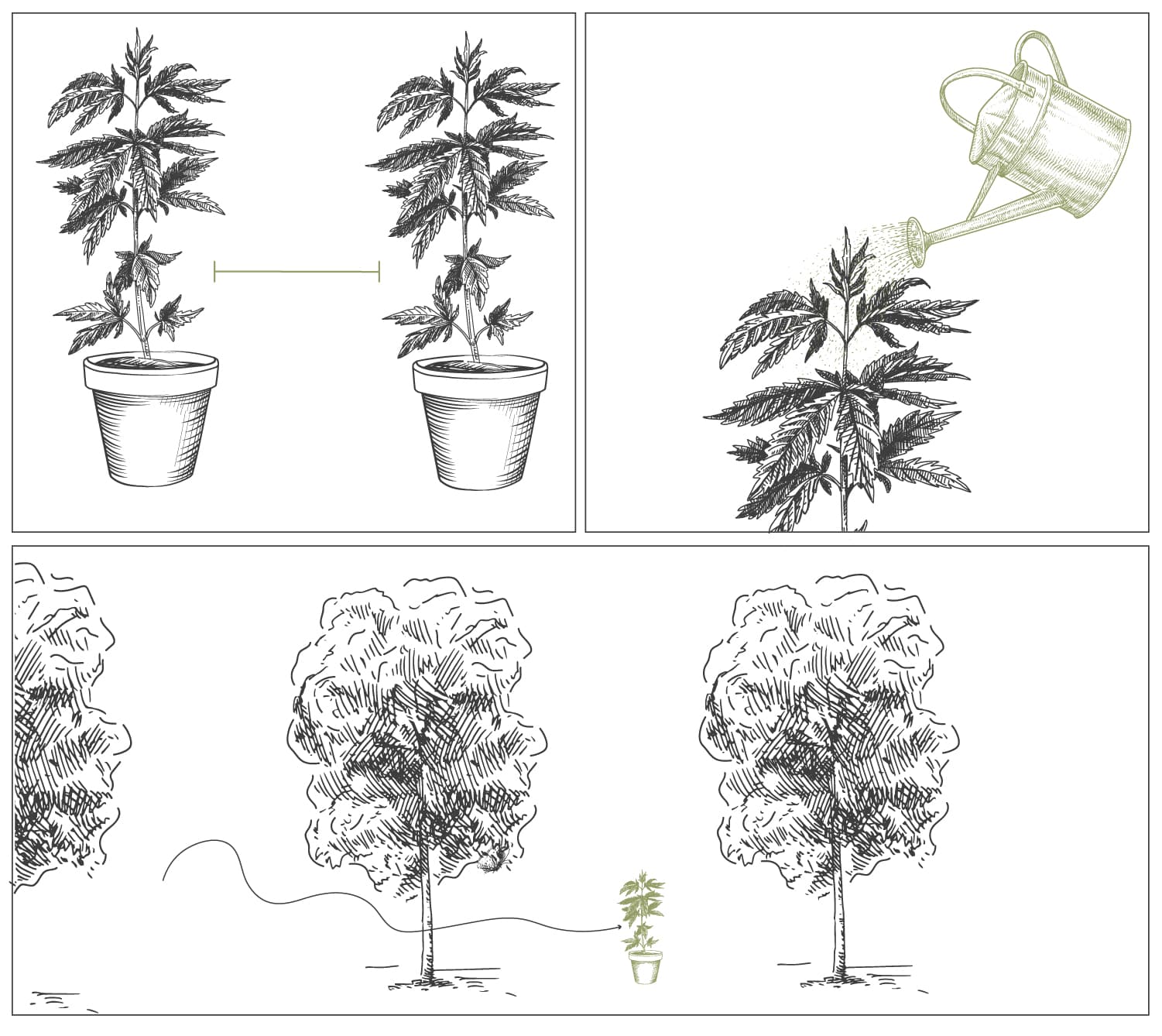 Come Coltivare Cannabis con Cime Dense