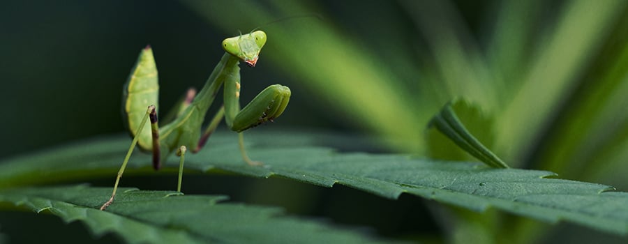 Mantide Religiosa