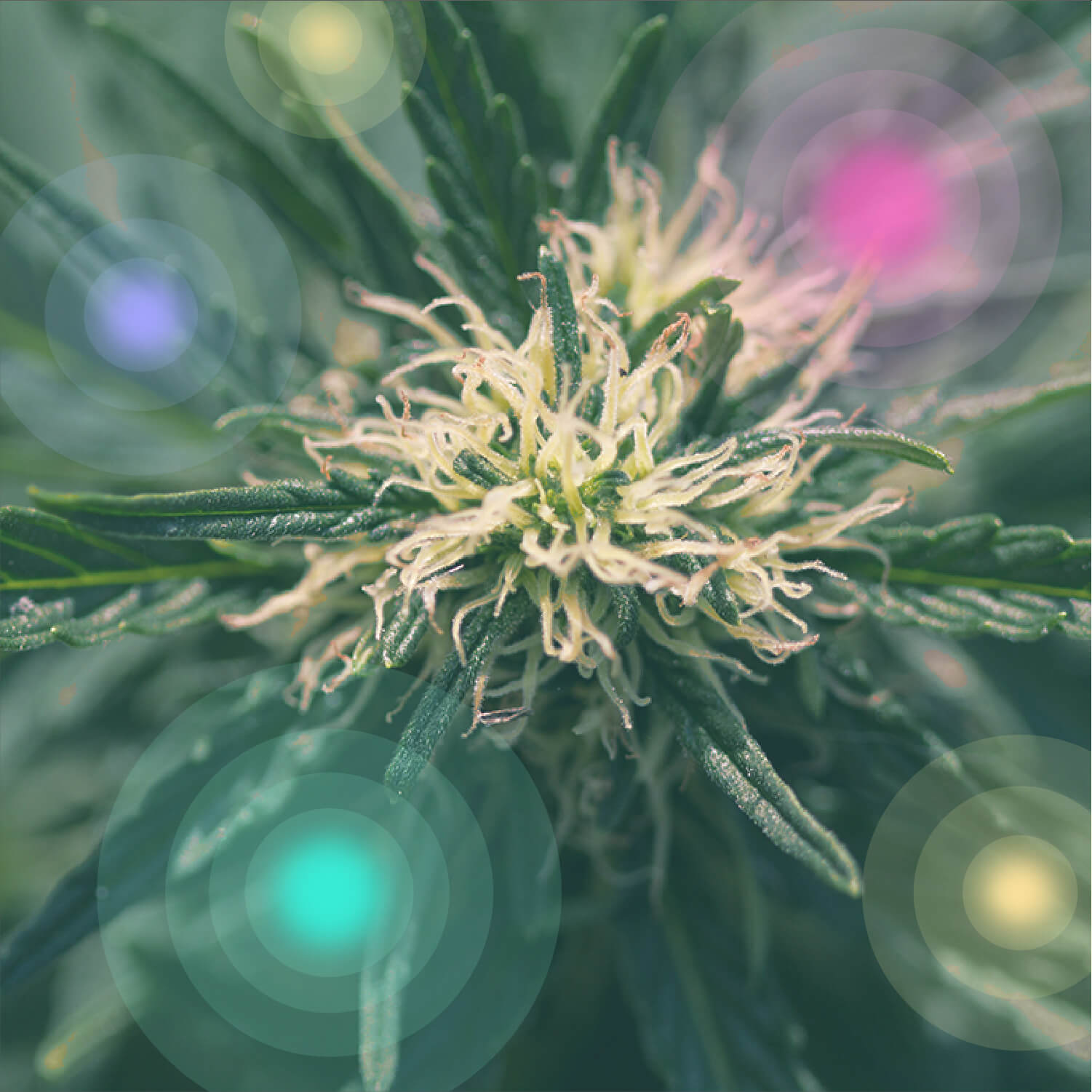 Cos’è la marijuana medica?