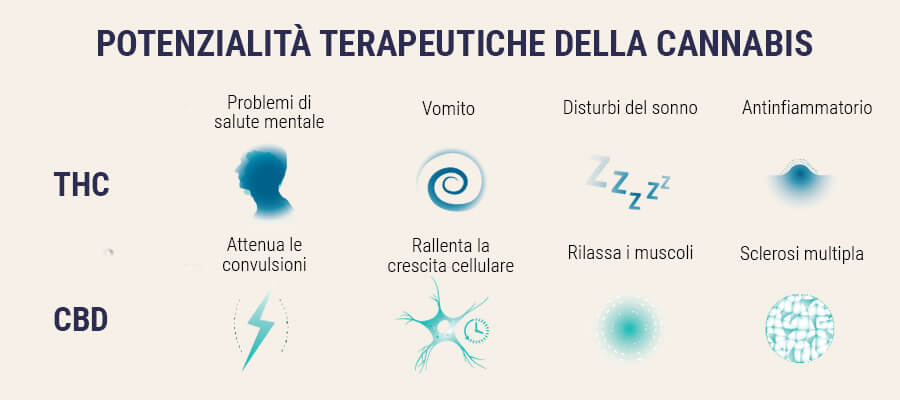 Semi di marijuana terapeutica Semi di marijuana terapeutica
