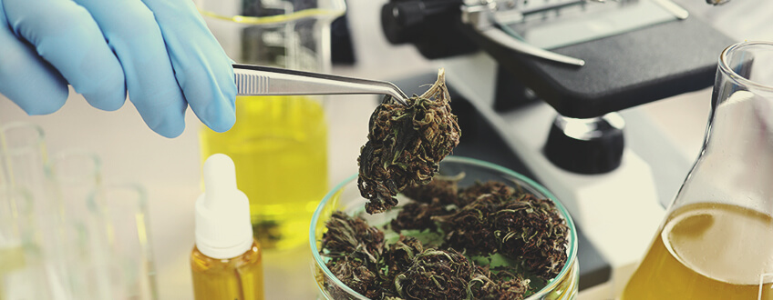 Legalizzare Significa che Possiamo Regolamentare Meglio la Cannabis