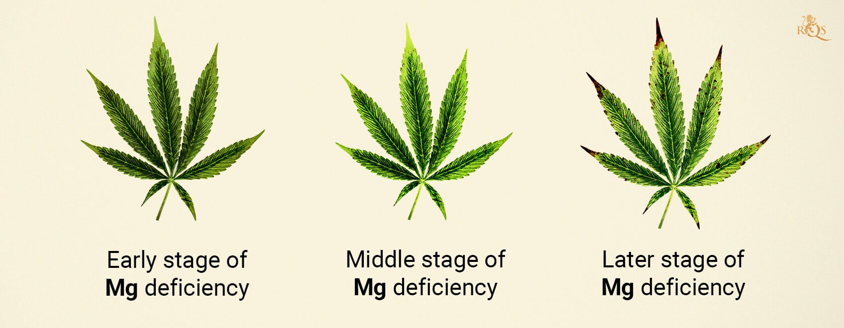 Magnesium deficiency stages