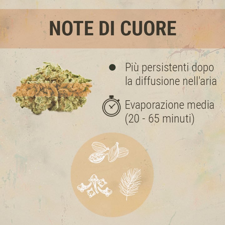 Middle Chords Cannabis