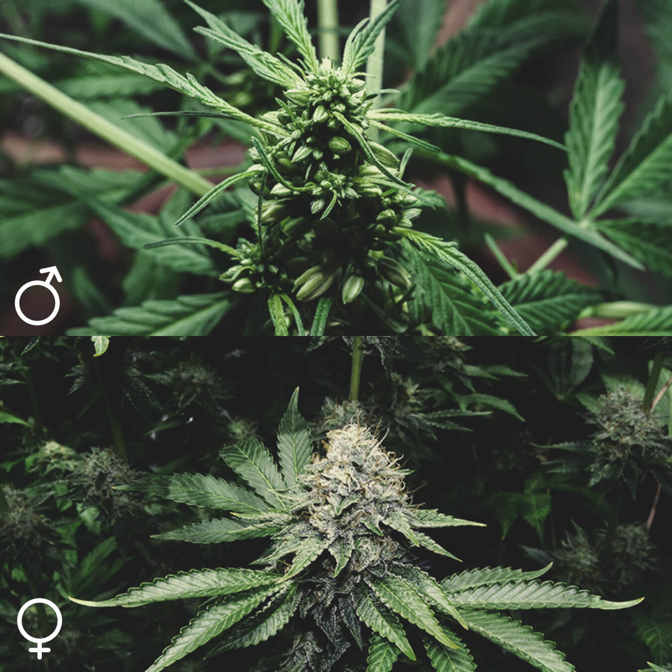 Le Piante di Cannabis Sono Tutte Uguali? Le Piante di Cannabis Sono Tutte Uguali?