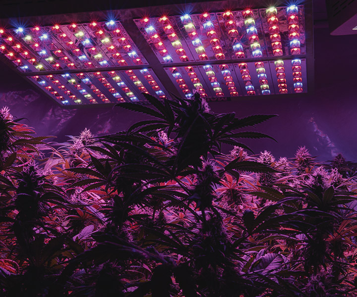 Come Fornire Luce UV alle Piante di Cannabis Indoor