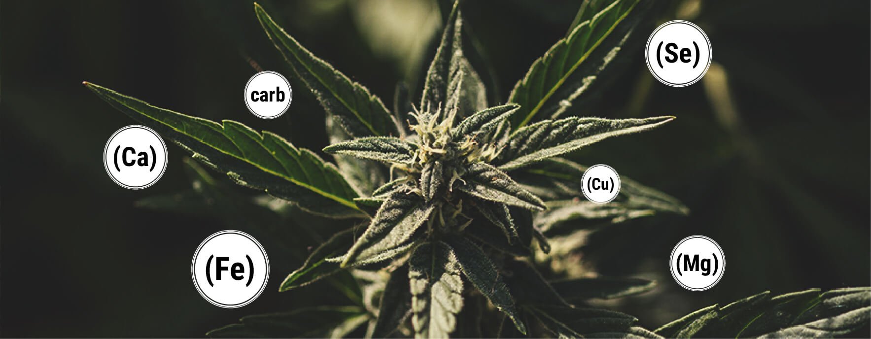 Benefici della melassa per la tua pianta di cannabis