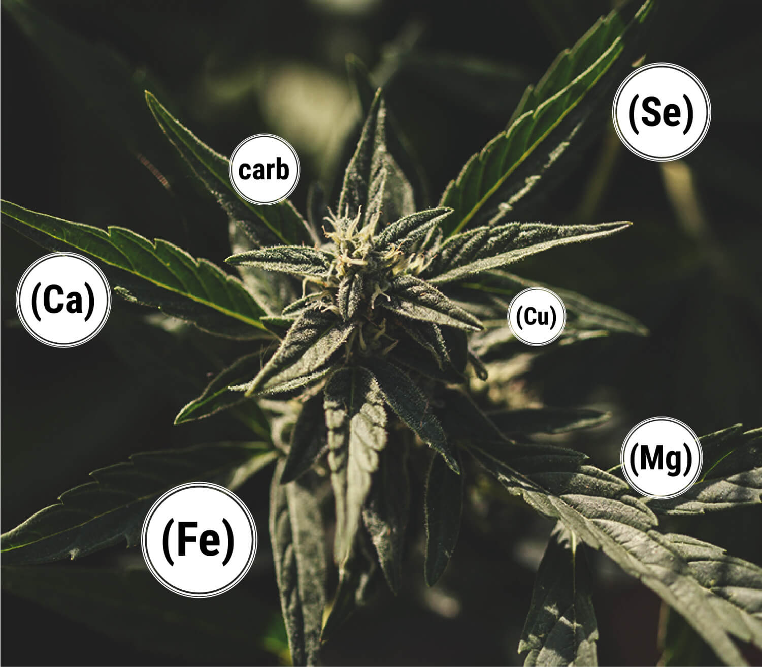 Quali Sono i Benefici della Melassa per le Piante di Cannabis?