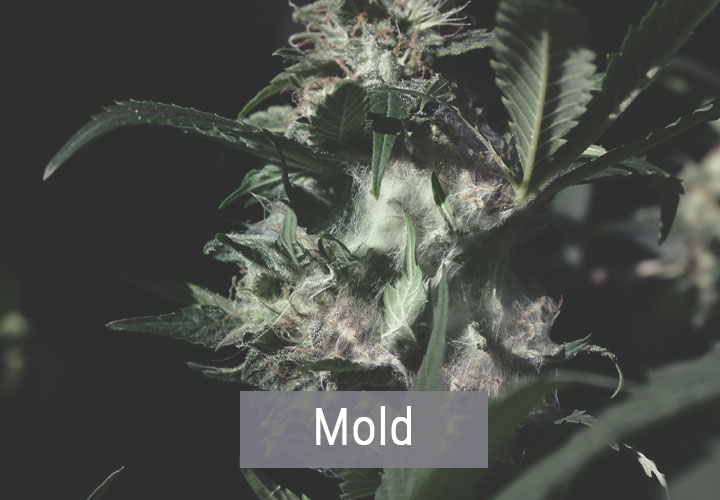 In Che Modo il Freddo Influisce sulle Piante di Cannabis? In Che Modo il Freddo Influisce sulle Piante di Cannabis?