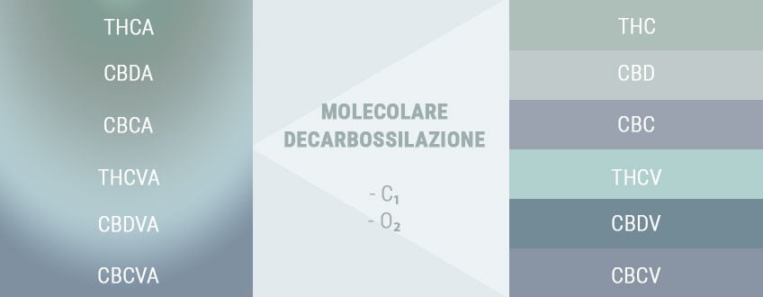 LA DECARBOSSILAZIONE CAMBIA GLI ACIDI IN ELEMENTI ATTIVI