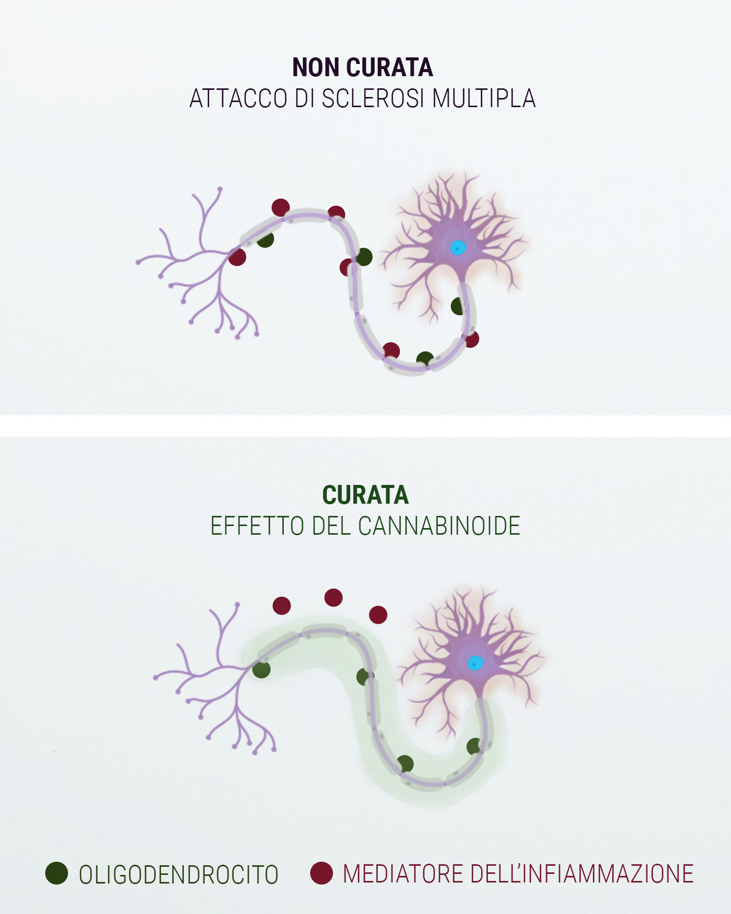 Una parola in merito al sistema endocannabinoide Una parola in merito al sistema endocannabinoide