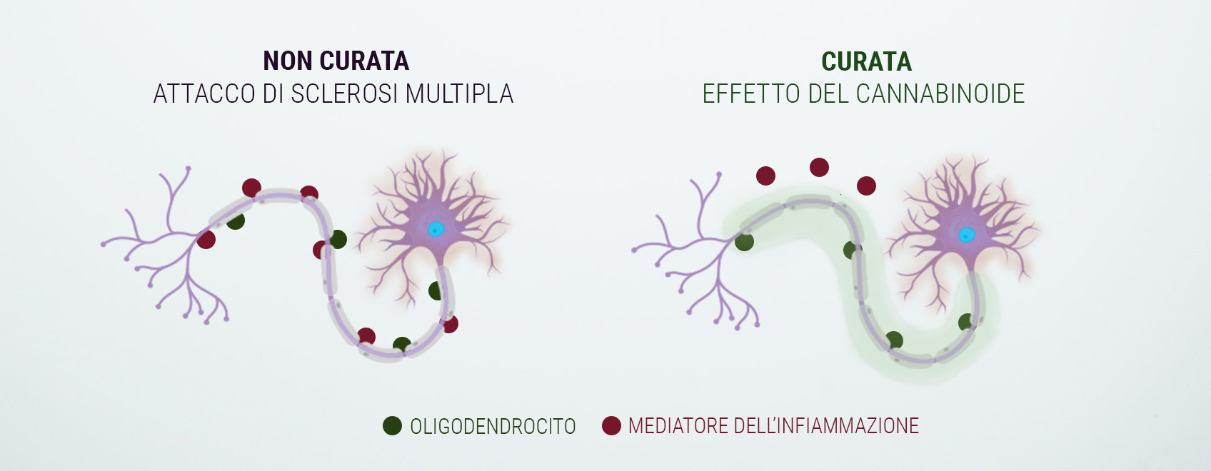 Una parola in merito al sistema endocannabinoide Una parola in merito al sistema endocannabinoide