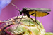 Fungus Gnats