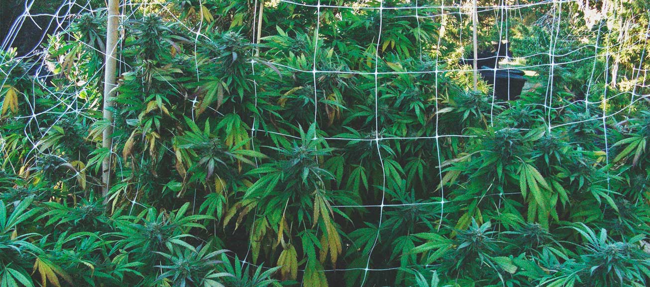 Come Evitare Che i Parassiti Attacchino la Cannabis all'Aperto Come Evitare Che i Parassiti Attacchino la Cannabis all'Aperto