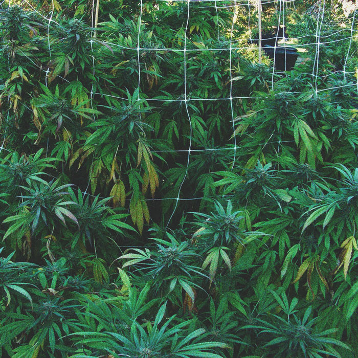 Come Evitare Che i Parassiti Attacchino la Cannabis all'Aperto Come Evitare Che i Parassiti Attacchino la Cannabis all'Aperto