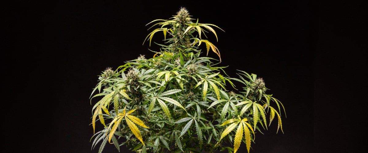 Pianta di cannabis North Thunderfuck – Esempio di coltivazione indoor Pianta di cannabis North Thunderfuck con cime dense e resinose, pistilli arancioni e tricomi ghiacciati durante la fase finale di fioritura