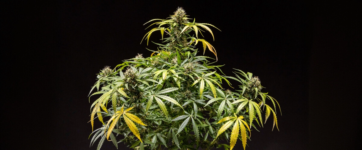 Pianta di cannabis North Thunderfuck – Esempio di coltivazione indoor Pianta di cannabis North Thunderfuck con cime dense e resinose, pistilli arancioni e tricomi ricoperti di resina durante la fase finale della fioritura