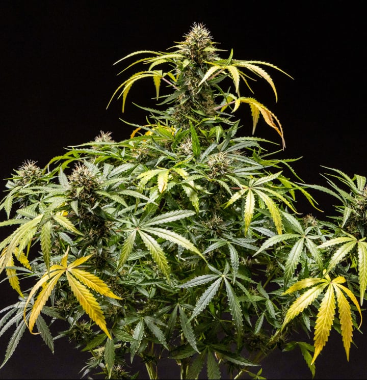 Pianta di cannabis North Thunderfuck – Esempio di coltivazione indoor Pianta di cannabis North Thunderfuck con cime dense e resinose, pistilli arancioni e tricomi ghiacciati durante la fase finale di fioritura