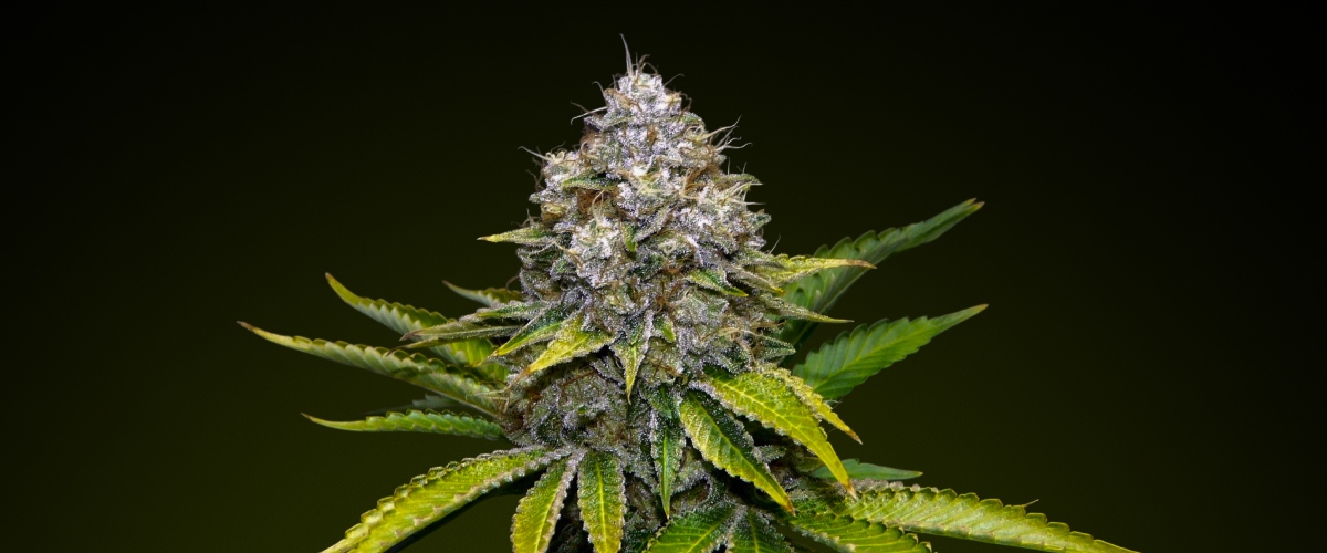 Cima di cannabis OG Kush con tricomi ghiacciati e tonalità verdi terrose, nota per il suo sapore di pino e l’elevata potenza, ideale per infusioni intense