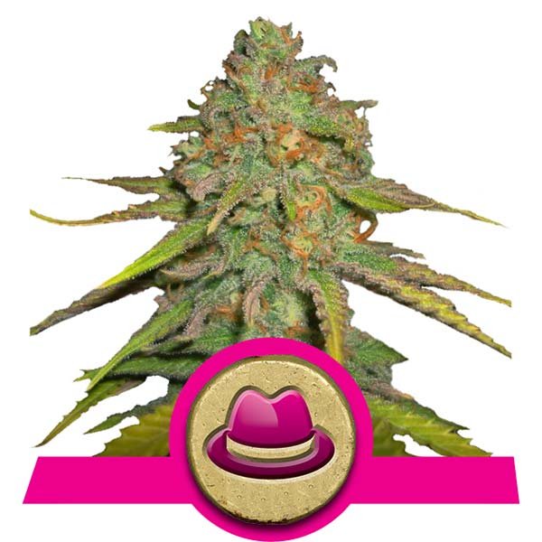 Og Kush Royal Queen Seeds Og Kush Royal Queen Seeds