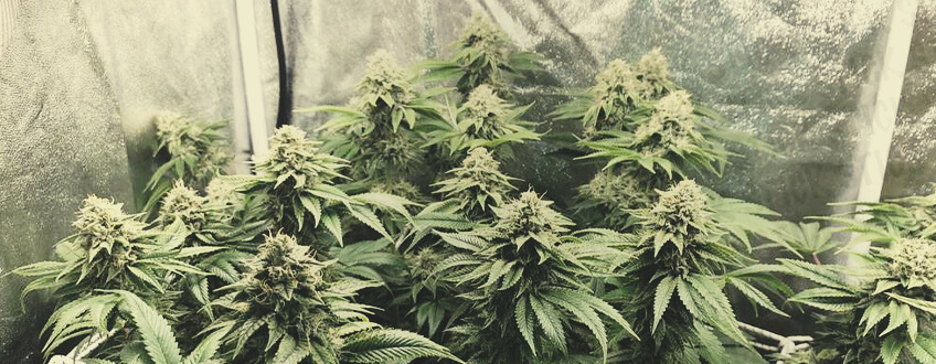OG Kush OG Kush