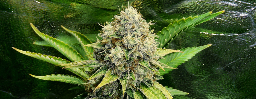 OG Kush OG Kush