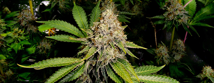 OG Kush OG Kush