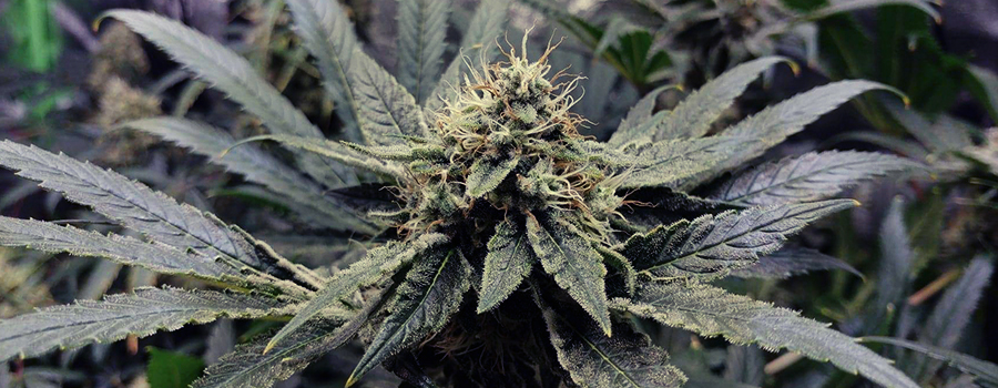 OG Kush OG Kush