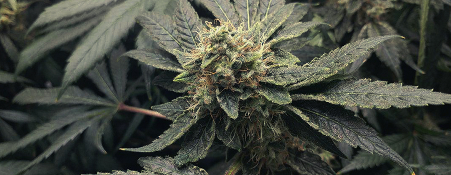 OG Kush OG Kush