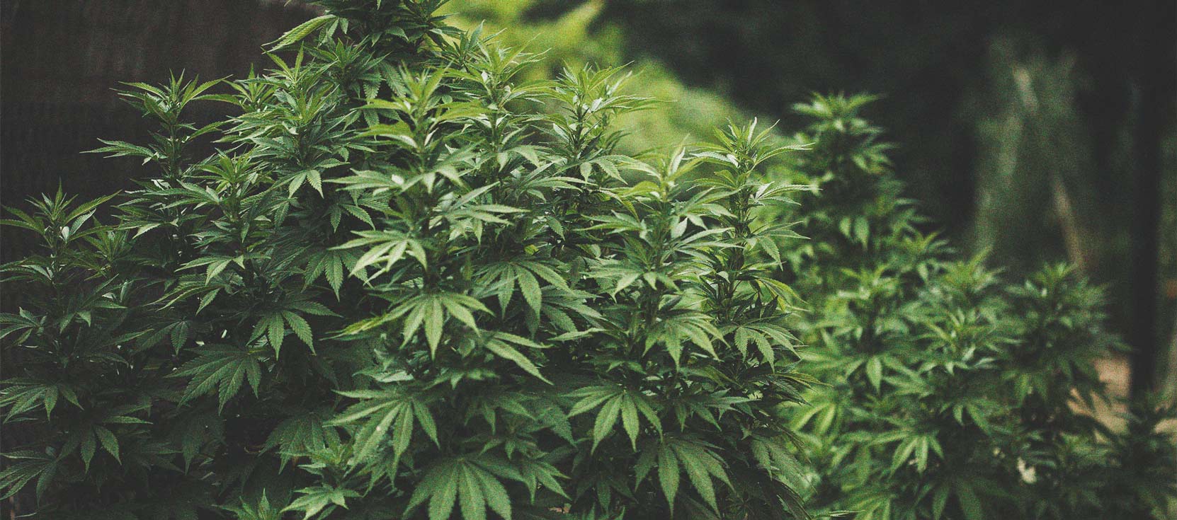 Come Coltivare Cannabis con Cime Dense