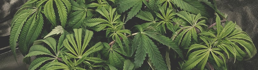 CANNABIS AILMENTS CANNABIS AILMENTS
