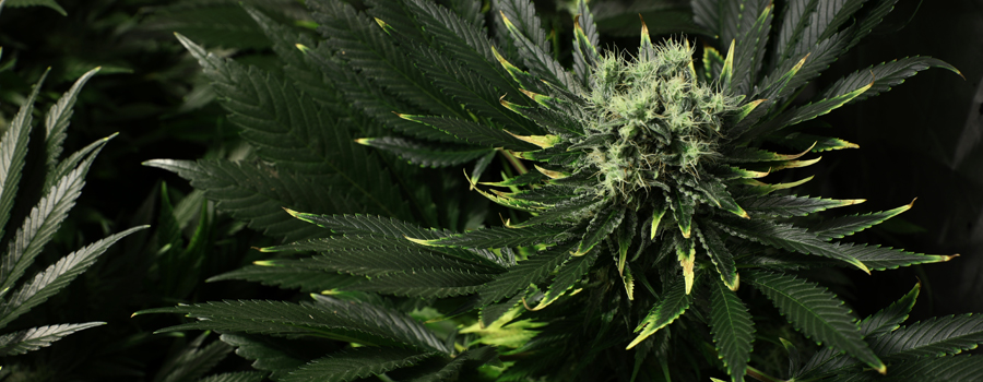 Cannabis vegetale di sovraesposizione