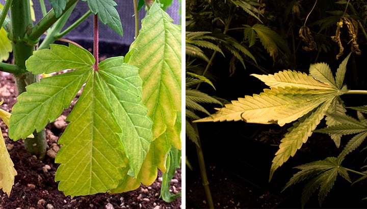 Yellow Cannabis leaves caused by Nitrogen Deficiency